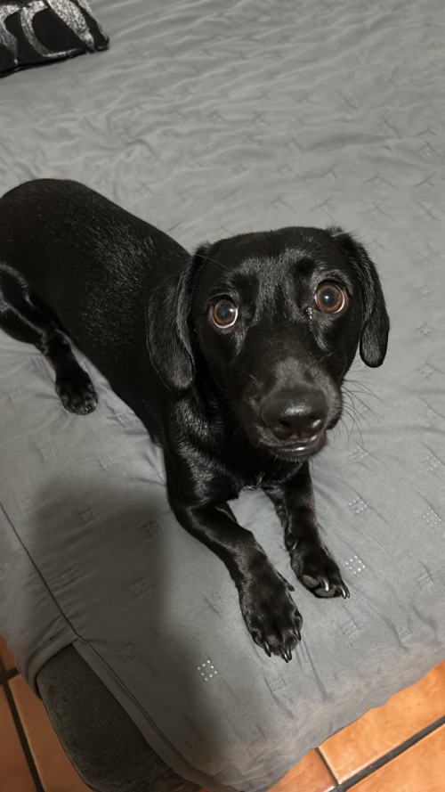 Nala
