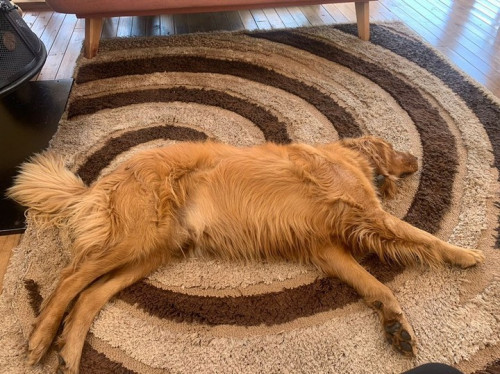 Bongo Y Milo