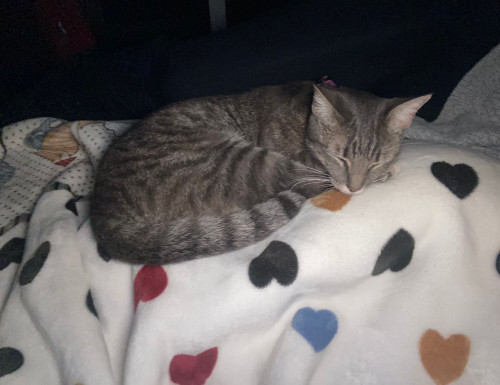 Arya