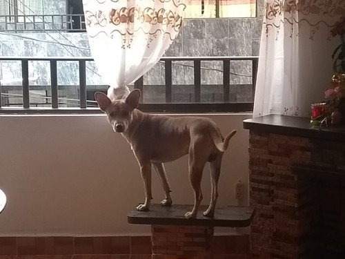 Bruno