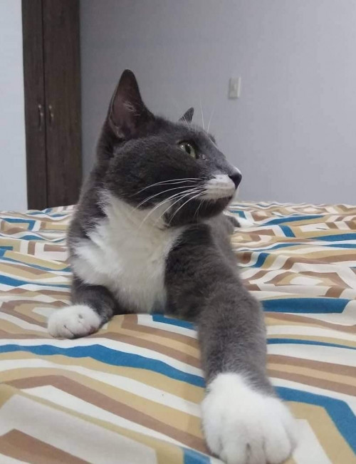 Fausto