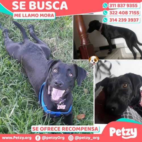 Foto de mascota Mora