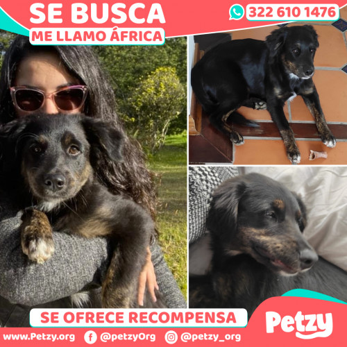 Foto de mascota África