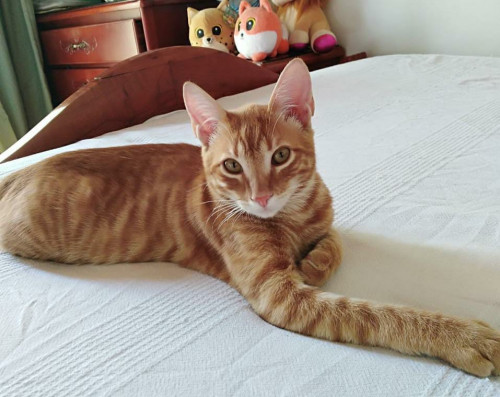 Tom