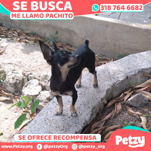 Foto de mascota Pachito