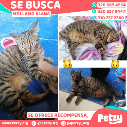 Foto de mascota Alana