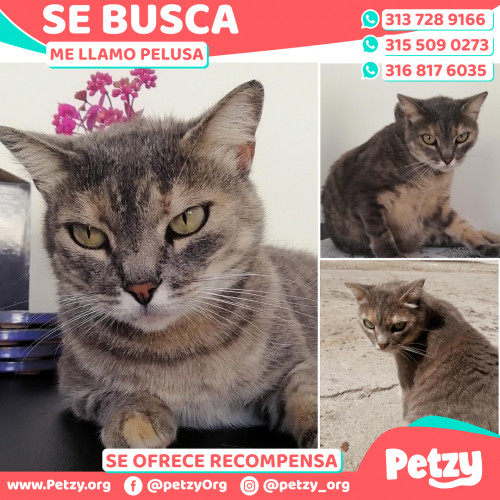 Foto de mascota Pelusa