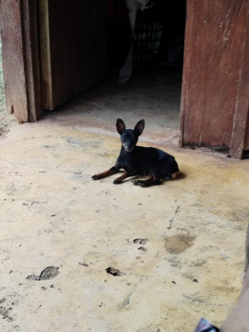 Canela