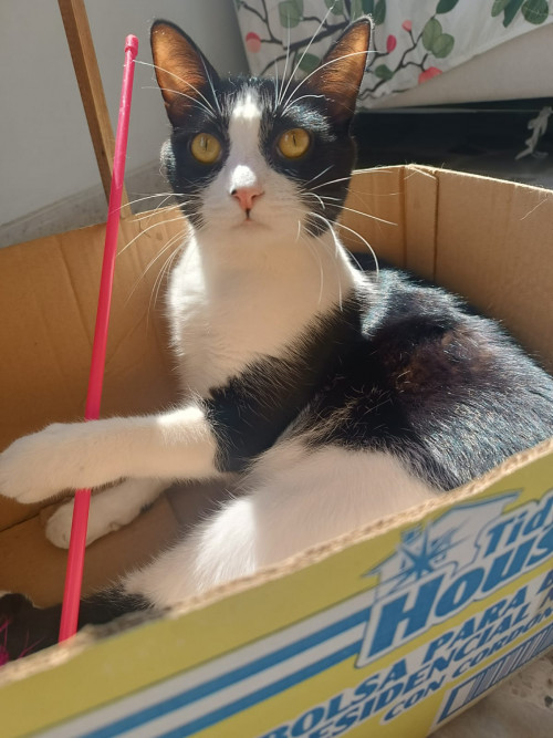 Merlin