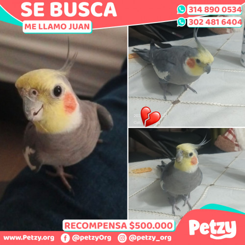 Foto de mascota Juan