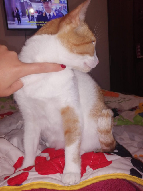 Alfonsina