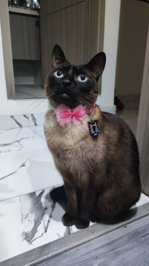 Rutti