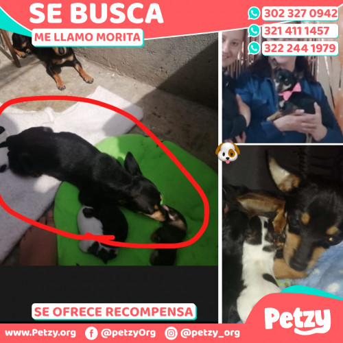 Foto de mascota Morita