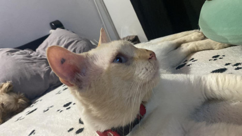 Blanquito