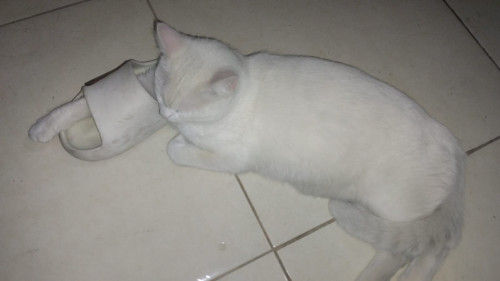 Apolo