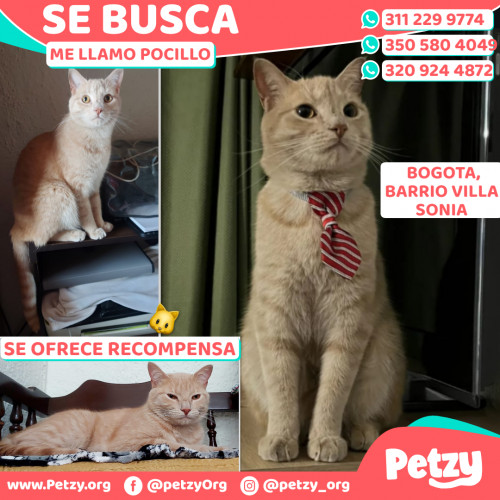 Foto de mascota Pocillo
