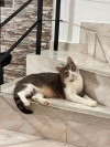 Foto de Molly en Villavicencio Meta #0