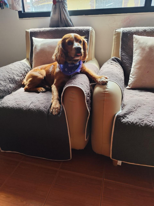 Bruno