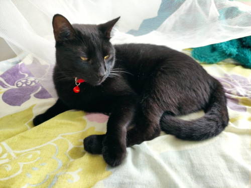 Zeus