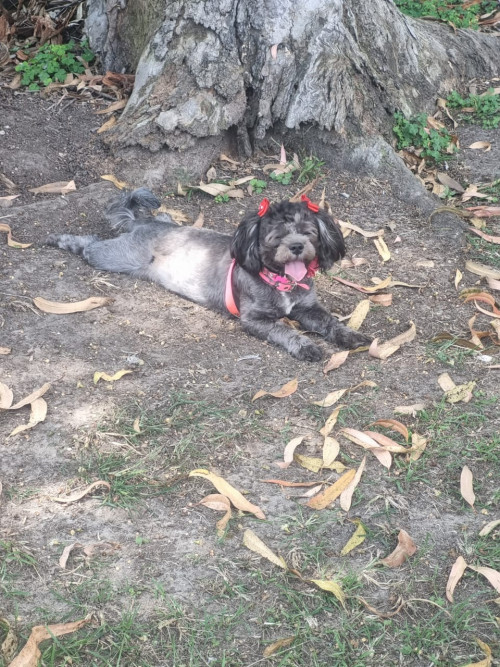 Muñeca