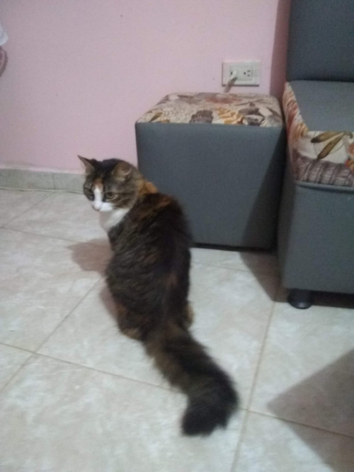 Aslan