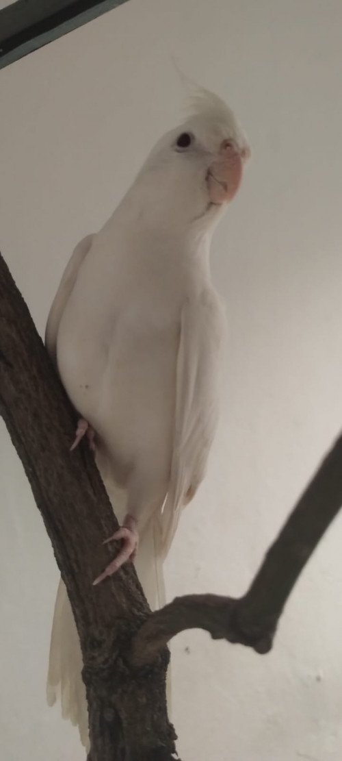 Coco
