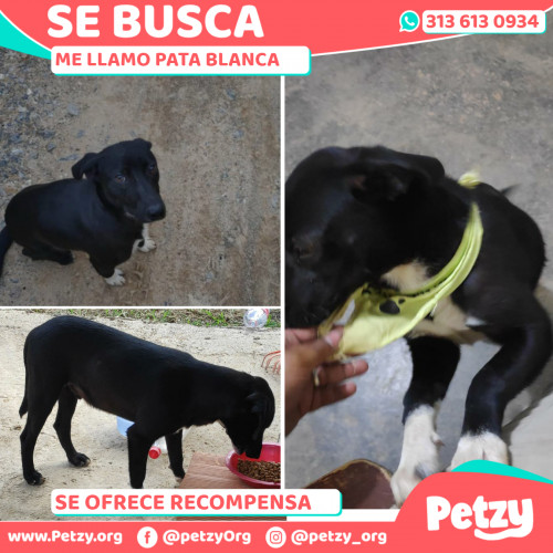 Foto de mascota Pata Blanca