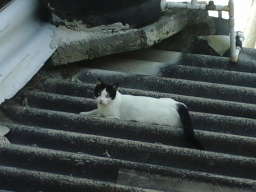 Misifu