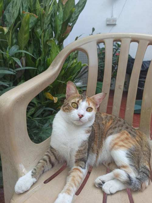 Cirila