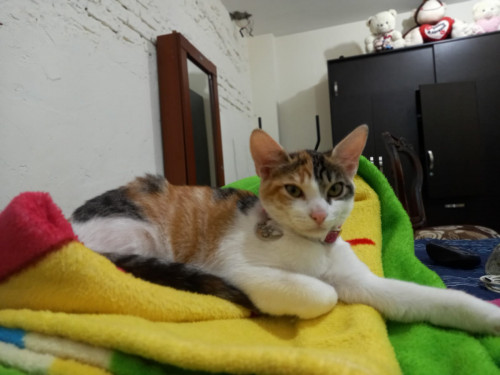 Cloe