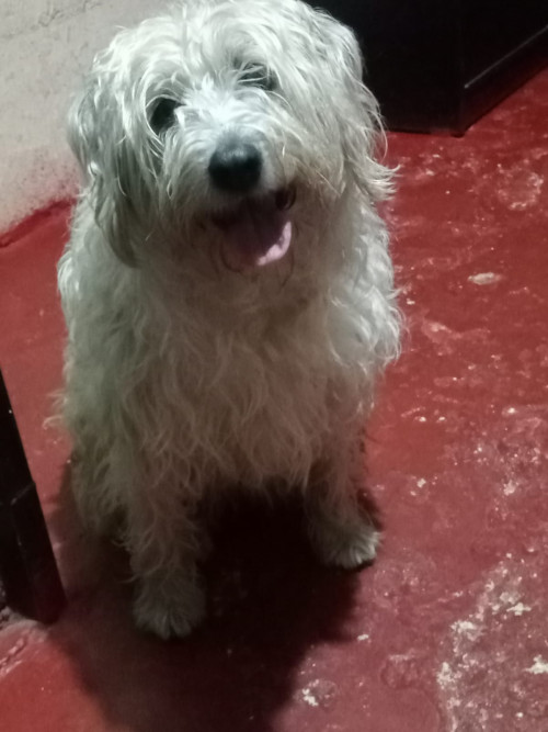 Sacha