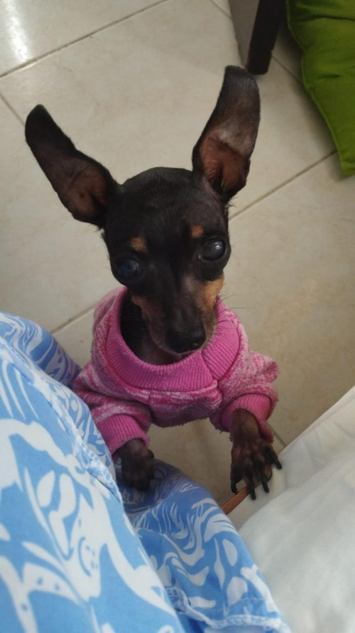 Estrellita