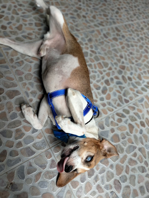 Igor