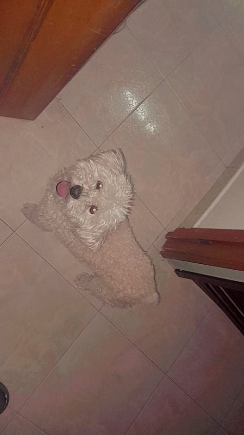 Muñeca