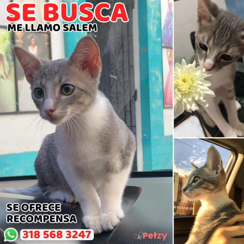 Foto de mascota Salem