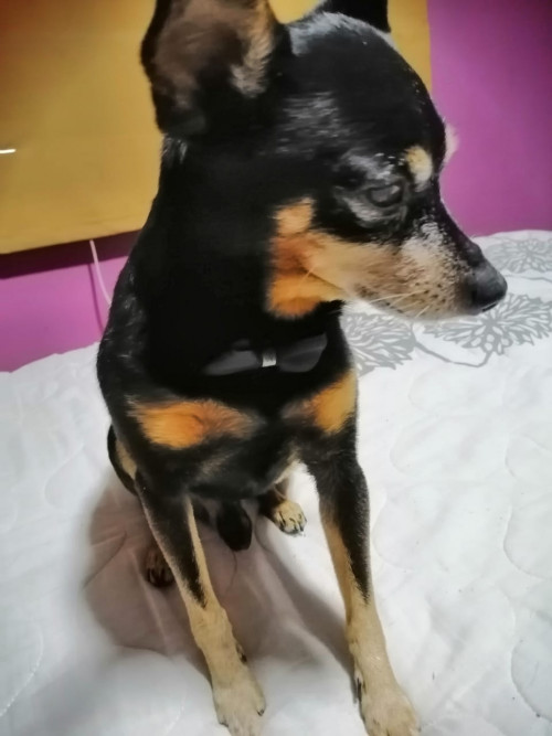 Yogui