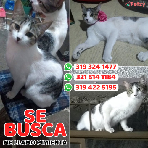 Foto de mascota Pimienta