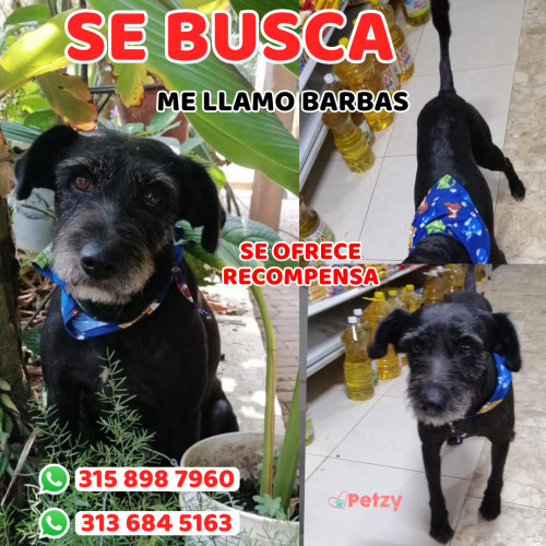 Foto de mascota Barbas