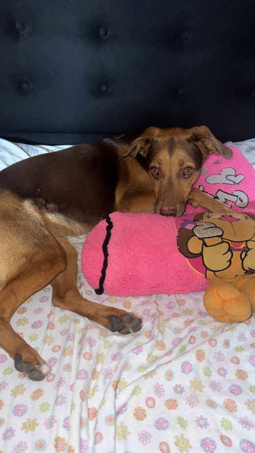 Canela