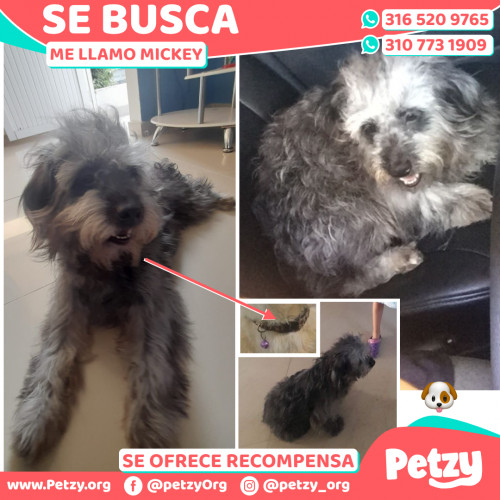 Foto de mascota Mickey