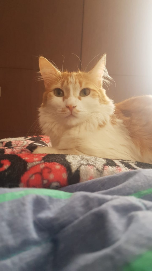 Lucerito
