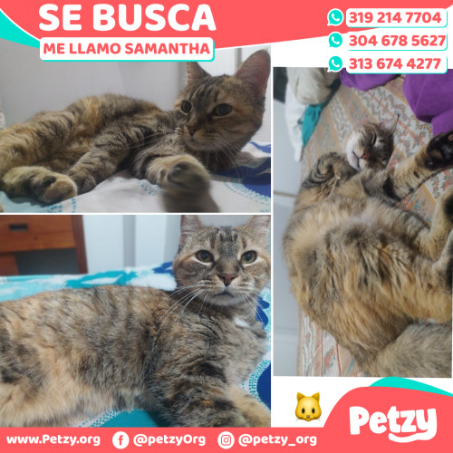 Foto de mascota Samantha