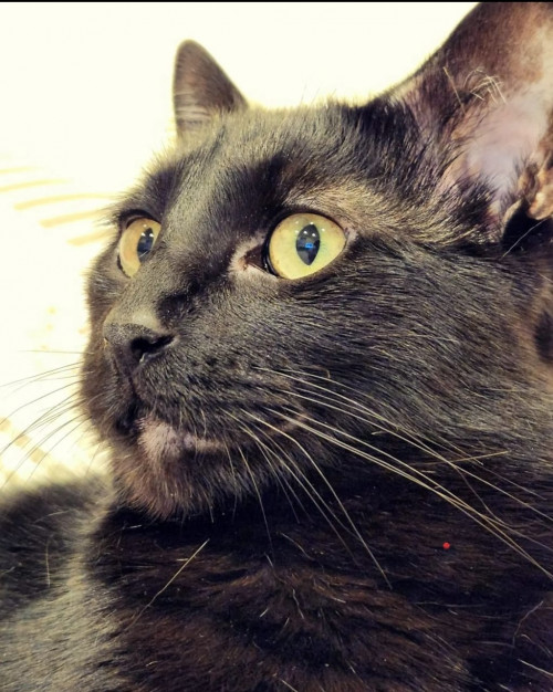 Kuko
