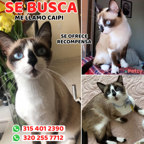 Foto de mascota Caipi