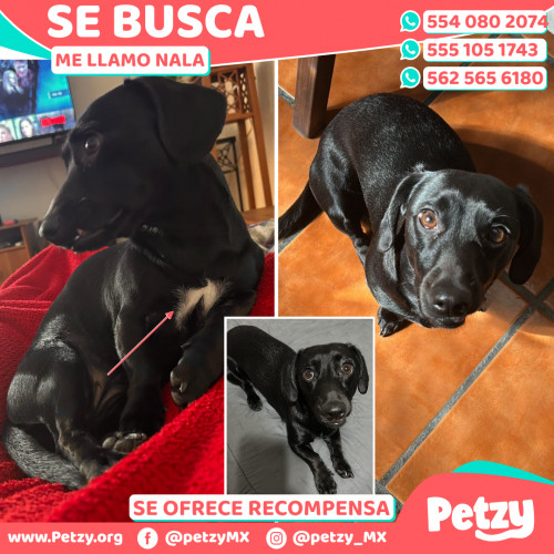 Foto de mascota Nala