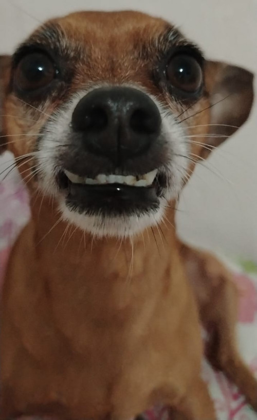 Snnopy
