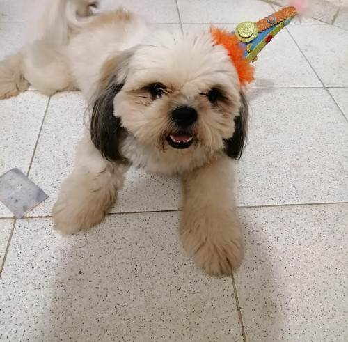 Toby