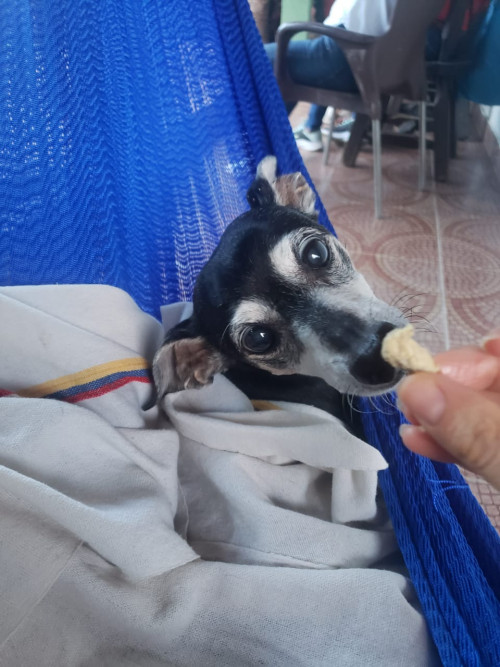 Paco