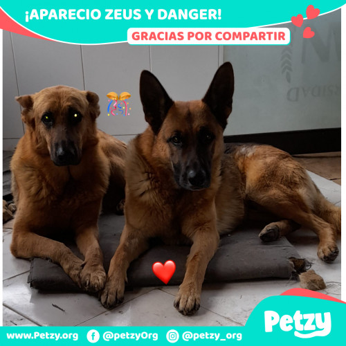 Foto de mascota Zeus Y Danger