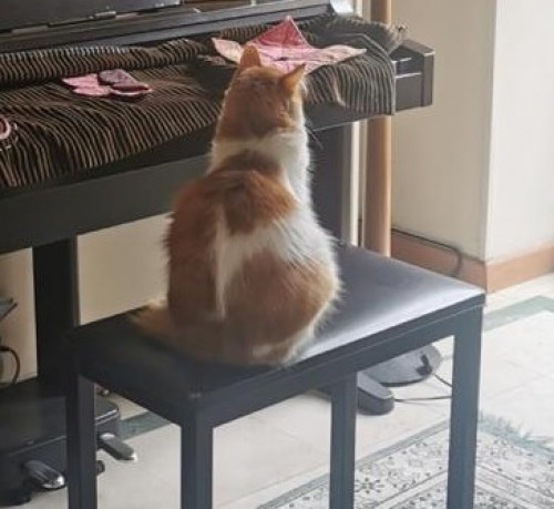 Ginger